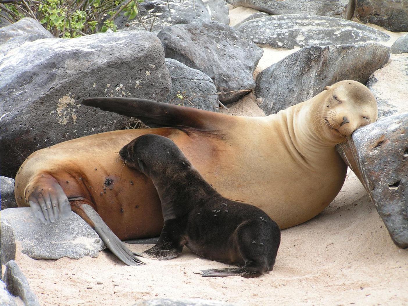 GALAPAGOS